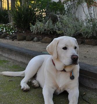 e6c2b10194b741a926f5462dae7915e1